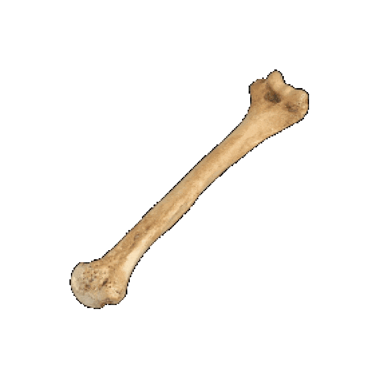 bones